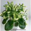 Emerald Bell (О.Барышева)   